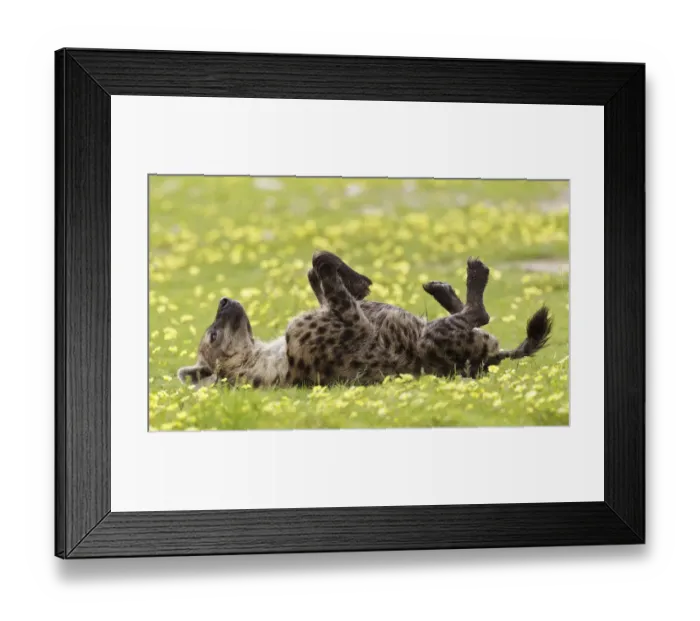 Framed Print : Spotted Hyaena (Crocuta crocuta) rolling in Devils Thorn flowers (Tribulus terrestris) Framed Print : Spotted Hyaena (Crocuta crocuta) rolling in Devils Thorn flowers (Tribulus terrestris)