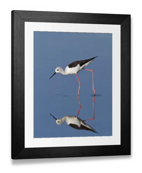 Framed Print : Black-Winged Stilt (Himantopus himantopus) wading. Etosha National Park, Namibia Framed Print : Black-Winged Stilt (Himantopus himantopus) wading. Etosha National Park, Namibia
