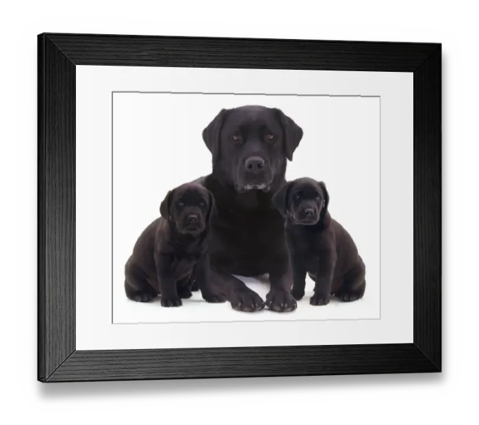 Framed Print : Black Labrador and two puppies Framed Print : Black Labrador and two puppies