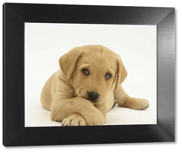 Yellow Labrador retriever puppy lying with paws crossed, 8 weeks