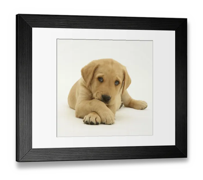 Framed Print : Yellow Labrador retriever puppy lying with paws crossed, 8 weeks Framed Print : Yellow Labrador retriever puppy lying with paws crossed, 8 weeks
