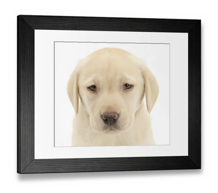 Framed Print : Yellow Labrador Retriever puppy, 7 weeks