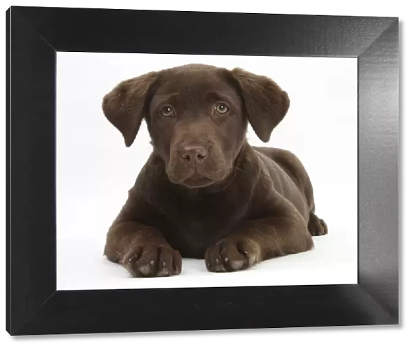 Chocolate Labrador puppy, 3 months, lying