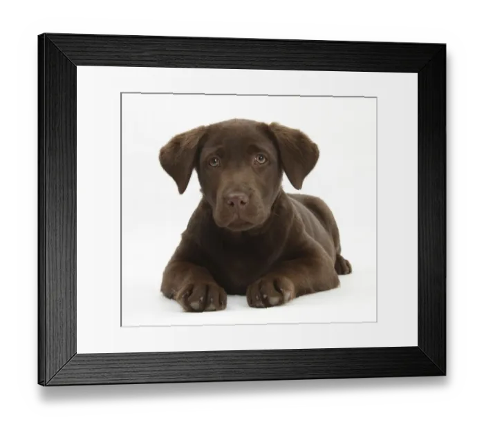 Framed Print : Chocolate Labrador puppy, 3 months, lying Framed Print : Chocolate Labrador puppy, 3 months, lying