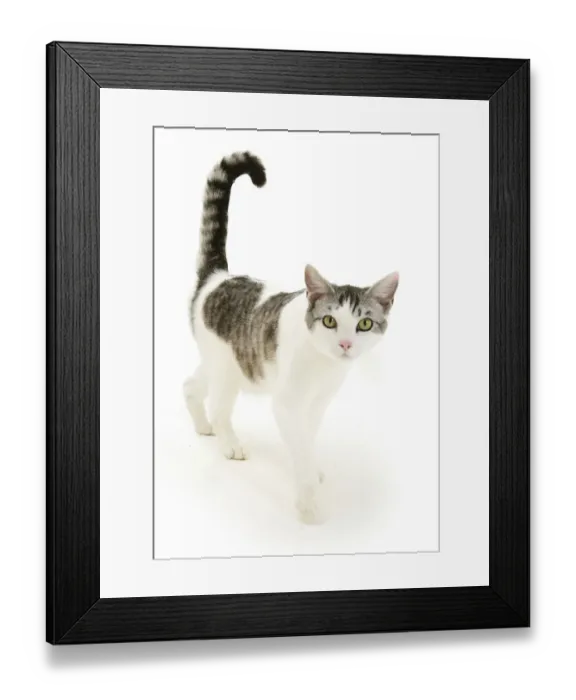 Framed Print : Portrait of a silver tabby-and-white cat walking Framed Print : Portrait of a silver tabby-and-white cat walking