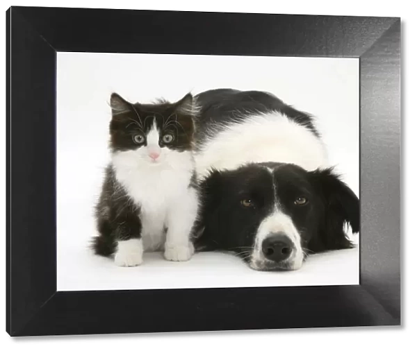 Black-and-white Border Collie bitch lying chin on floor with black-and-white kitten