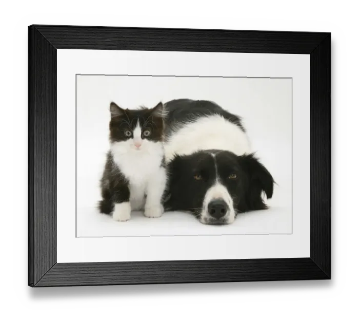 Framed Print : Black-and-white Border Collie bitch lying chin on floor with black-and-white kitten Framed Print : Black-and-white Border Collie bitch lying chin on floor with black-and-white kitten