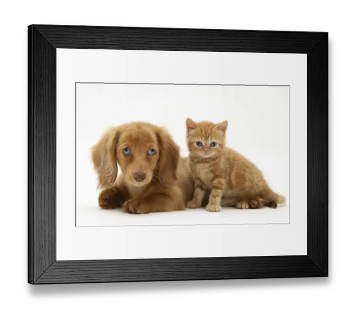 Framed Print : Cream Dapple Miniature Long-haired Dachshund puppy with British shorthair red tabby Framed Print : Cream Dapple Miniature Long-haired Dachshund puppy with British shorthair red tabby