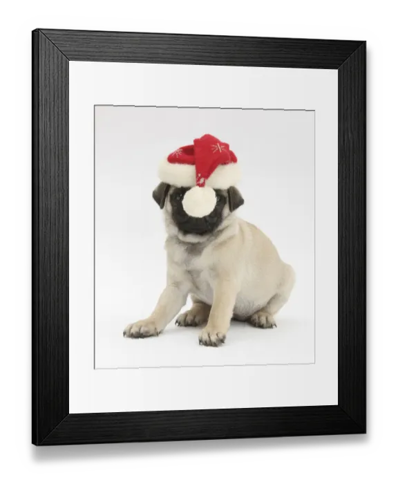 Framed Print : Fawn Pug puppy, 8 weeks, wearing a Father Christmas hat Framed Print : Fawn Pug puppy, 8 weeks, wearing a Father Christmas hat