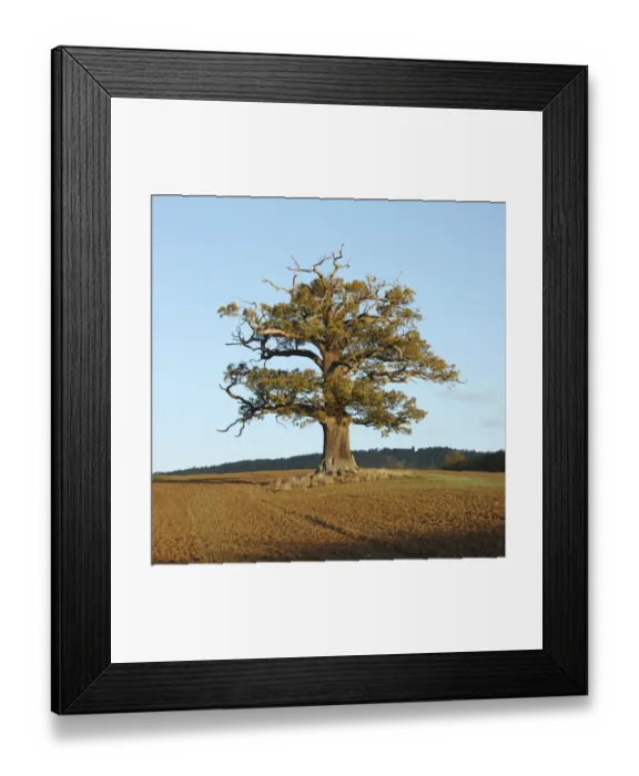 Framed Print : English Oak (Quercus robur) standing solitary in a field. Surrey, UK, November. Year sequence Framed Print : English Oak (Quercus robur) standing solitary in a field. Surrey, UK, November. Year sequence