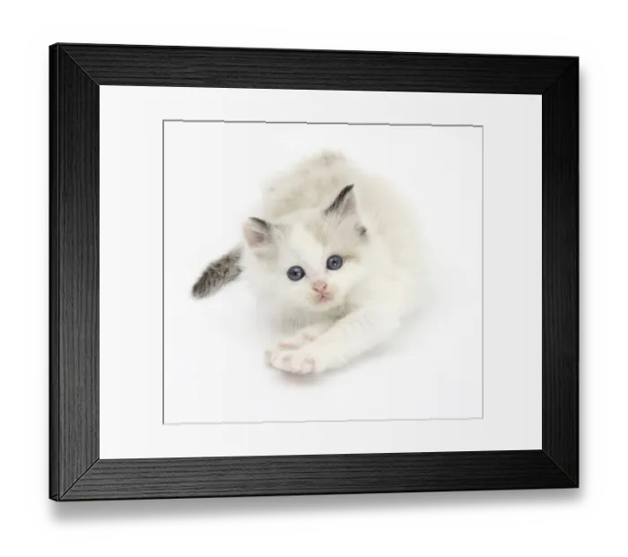Framed Print : Colourpoint kitten stretching Framed Print : Colourpoint kitten stretching