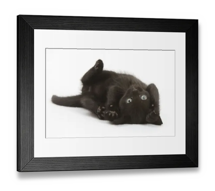 Framed Print : Black kitten, 7 weeks, rolling on its back