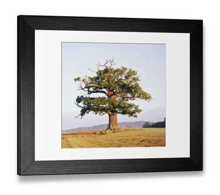 Framed Print : English Oak (Quercus robur) standing solitary in a field. Surrey, UK, October. Year sequence Framed Print : English Oak (Quercus robur) standing solitary in a field. Surrey, UK, October. Year sequence