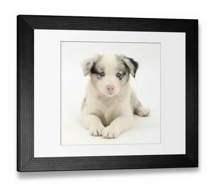 Framed Print : Merle Border Collie puppy, 6 weeks, lying with head up Framed Print : Merle Border Collie puppy, 6 weeks, lying with head up
