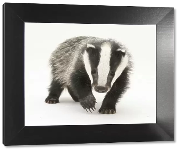 Portrait of a young Badger (Meles meles)