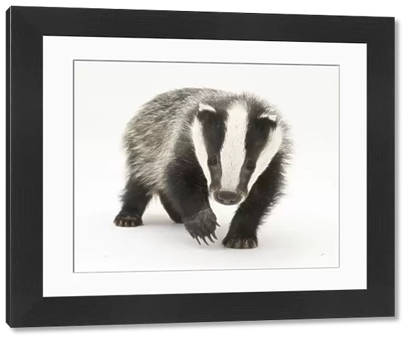 Portrait of a young Badger (Meles meles)