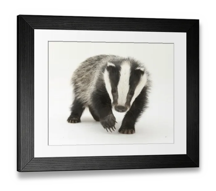 Framed Print : Portrait of a young Badger (Meles meles) Framed Print : Portrait of a young Badger (Meles meles)