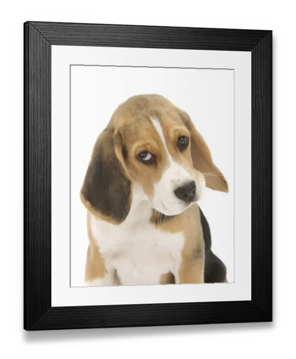 Framed Print : Portrait of a Beagle puppy Framed Print : Portrait of a Beagle puppy