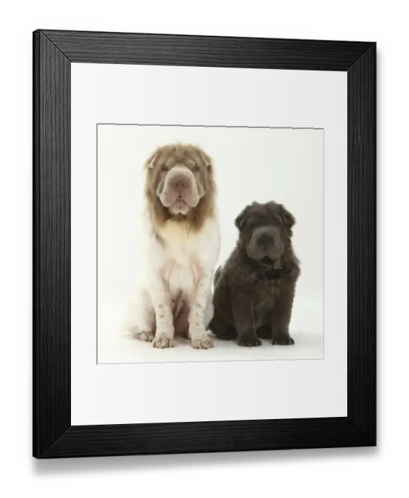 Framed Print : Bearcoat Shar Pei mother, with her Blue Bearcoat puppy, 13 weeks Framed Print : Bearcoat Shar Pei mother, with her Blue Bearcoat puppy, 13 weeks