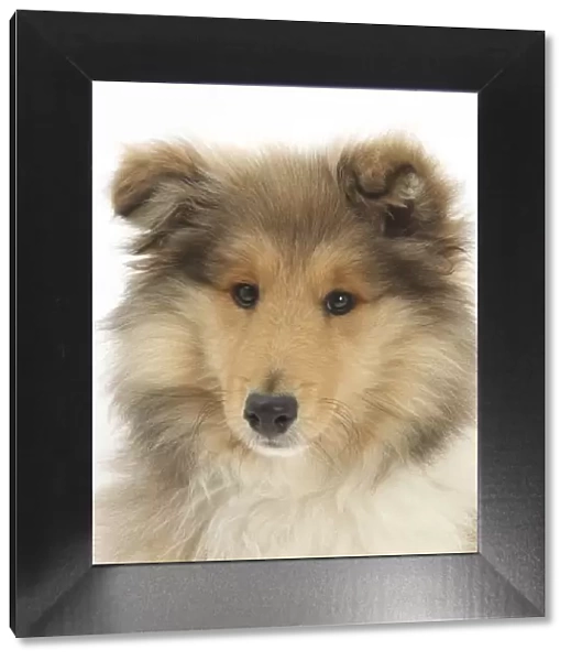 Portrait of a Rough Collie puppy, 14 weeks