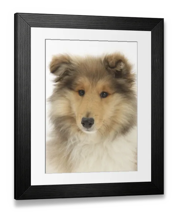 Framed Print : Portrait of a Rough Collie puppy, 14 weeks Framed Print : Portrait of a Rough Collie puppy, 14 weeks