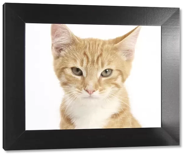 Portrait of a ginger kitten