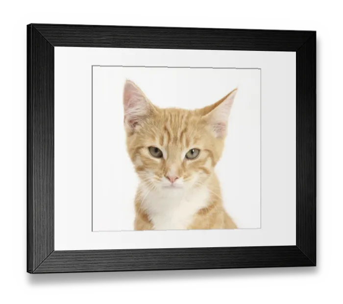 Framed Print : Portrait of a ginger kitten