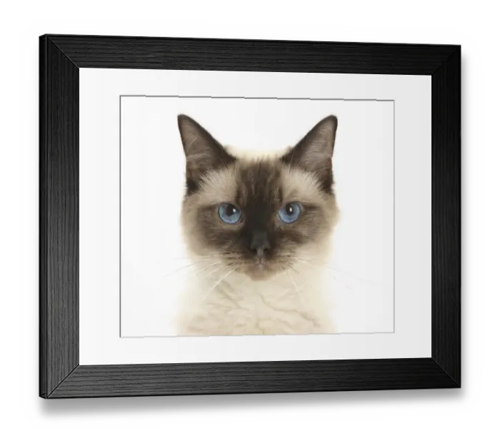 Framed Print : Portrait of a Birman-cross cat Framed Print : Portrait of a Birman-cross cat