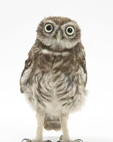 Portrait of a young Little Owl (Athene noctua)