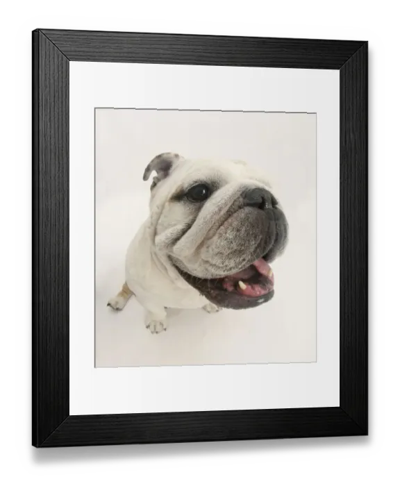 Framed Print : Bulldog staring up at the camera Framed Print : Bulldog staring up at the camera