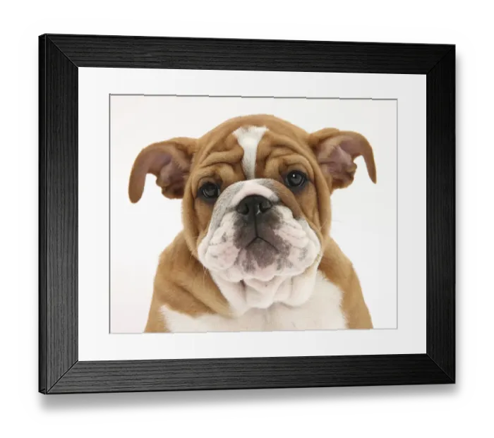 Framed Print : Head portrait of a Bulldog puppy, 11 weeks Framed Print : Head portrait of a Bulldog puppy, 11 weeks