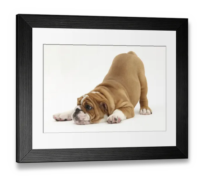 Framed Print : Playful Bulldog puppy, 11 weeks, in play-bow Framed Print : Playful Bulldog puppy, 11 weeks, in play-bow