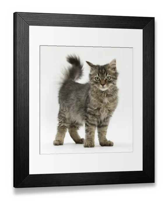 Framed Print : Tabby kitten, 5 months, standing Framed Print : Tabby kitten, 5 months, standing