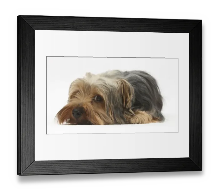 Framed Print : Yorkshire Terrier, lying with chin on the floor Framed Print : Yorkshire Terrier, lying with chin on the floor
