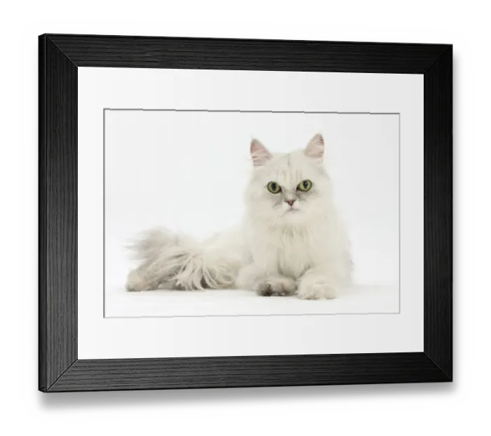 Framed Print : Chinchilla Persian female cat, 6 years Framed Print : Chinchilla Persian female cat, 6 years