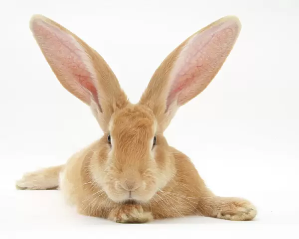 Flemish giant rabbit with ears erect