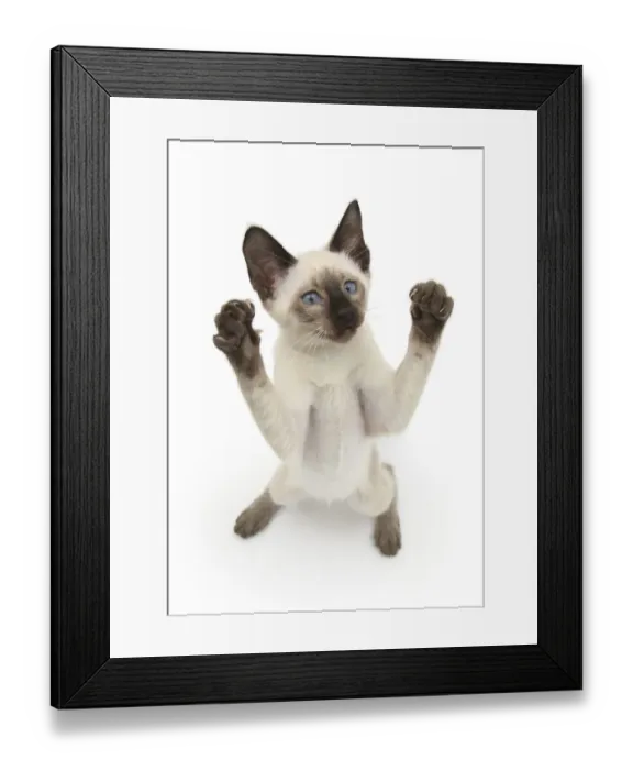 Framed Print : Siamese kitten, 10 weeks, reaching up Framed Print : Siamese kitten, 10 weeks, reaching up