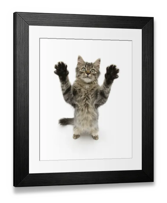 Framed Print : Tabby kitten, 5 months, standing up with raised paws Framed Print : Tabby kitten, 5 months, standing up with raised paws