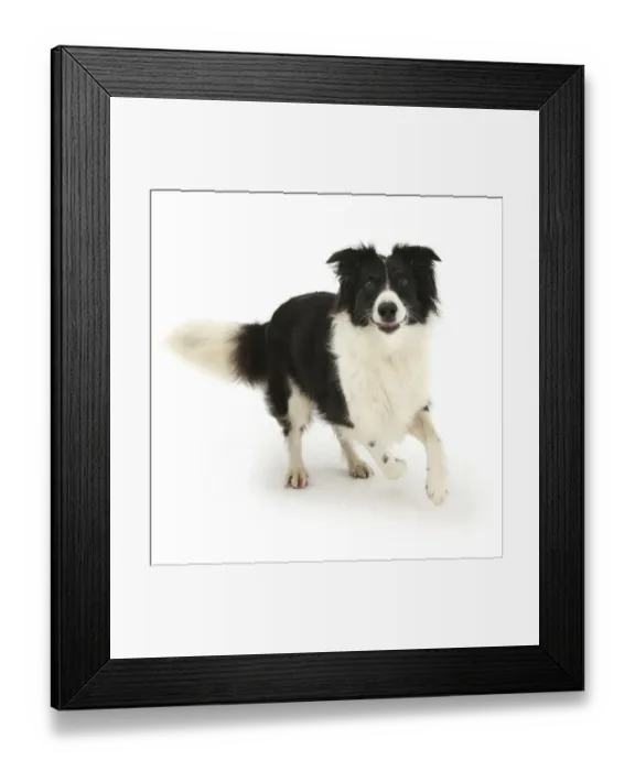 Framed Print : Border Collie bitch, running towards the camera