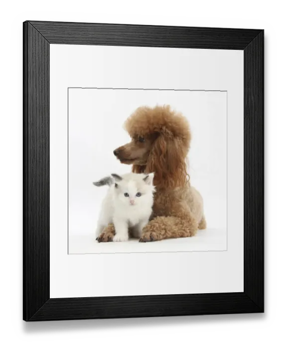Framed Print : Red toy Poodle dog, and Ragdoll-cross kitten, 5 weeks Framed Print : Red toy Poodle dog, and Ragdoll-cross kitten, 5 weeks