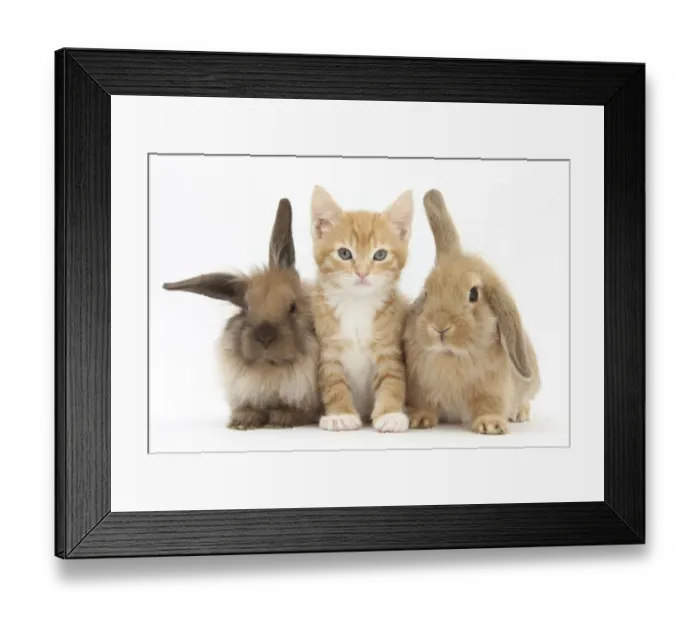 Framed Print : Ginger kitten, 7 weeks, sitting between two young Lionhead-Lop rabbits Framed Print : Ginger kitten, 7 weeks, sitting between two young Lionhead-Lop rabbits