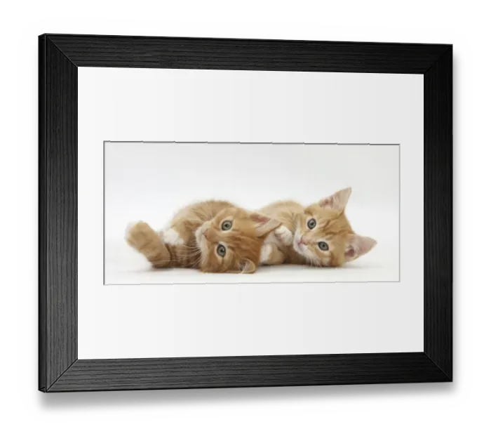 Framed Print : Two ginger kittens lying on their sides