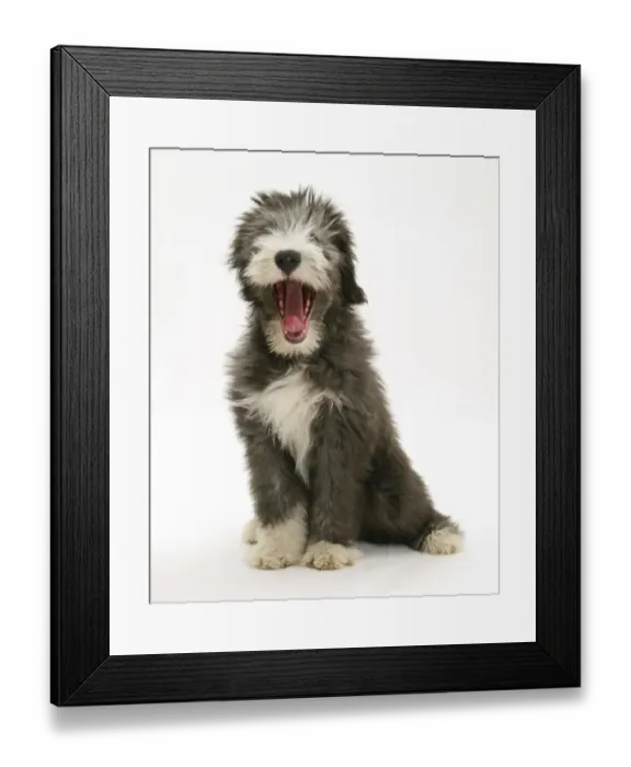 Framed Print : Blue Bearded Collie puppy, 3 months, yawning Framed Print : Blue Bearded Collie puppy, 3 months, yawning
