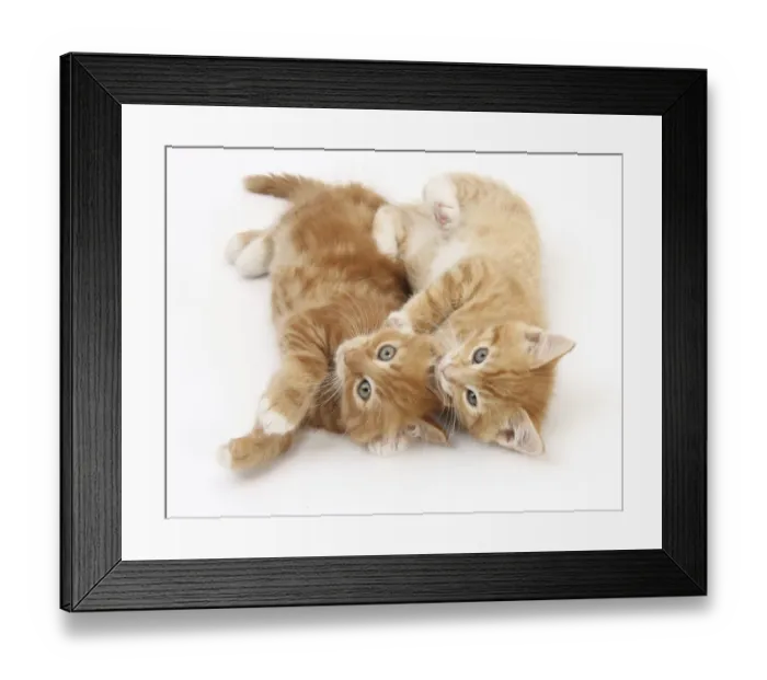 Framed Print : Two ginger kittens rolling playfully on their sides Framed Print : Two ginger kittens rolling playfully on their sides