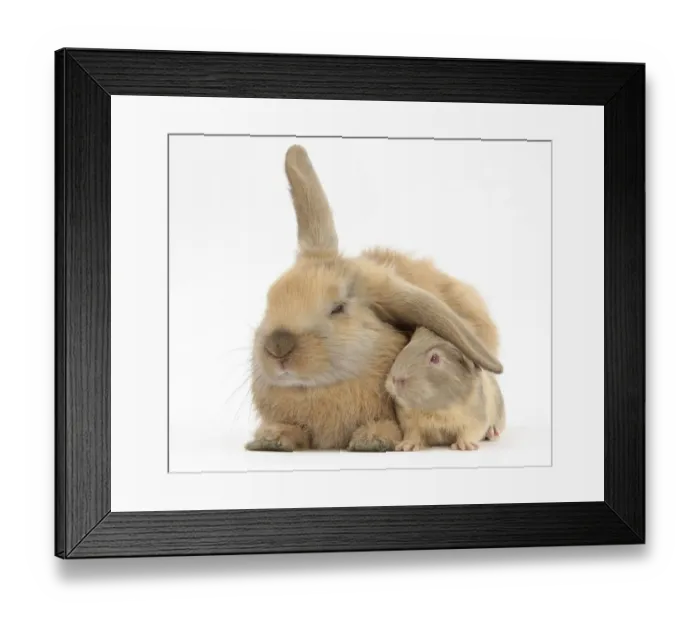 Framed Print : Young windmill-eared rabbit and matching guinea-pig Framed Print : Young windmill-eared rabbit and matching guinea-pig