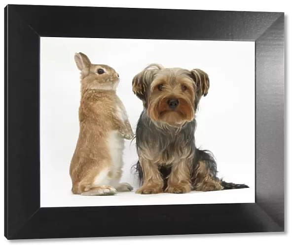 Yorkshire Terrier, with Netherland-cross rabbit
