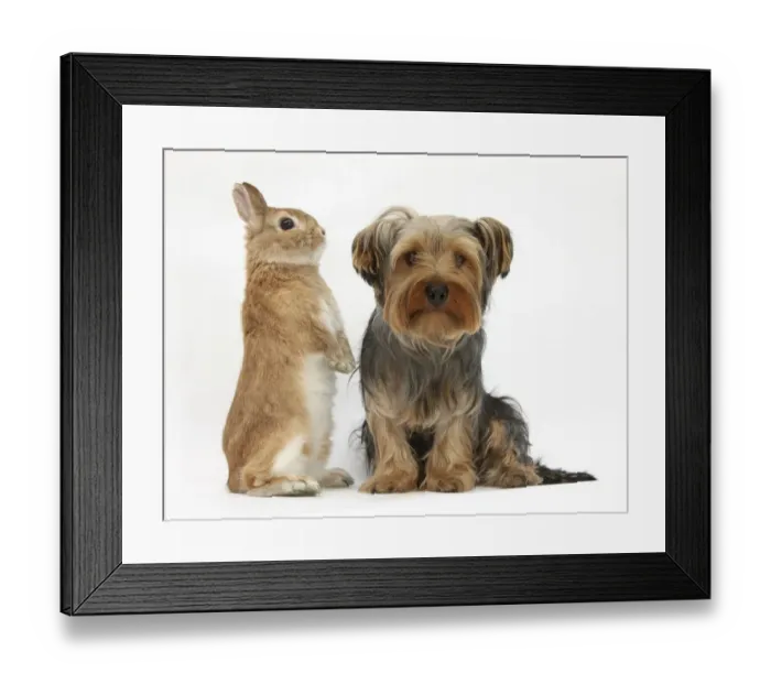 Framed Print : Yorkshire Terrier, with Netherland-cross rabbit Framed Print : Yorkshire Terrier, with Netherland-cross rabbit