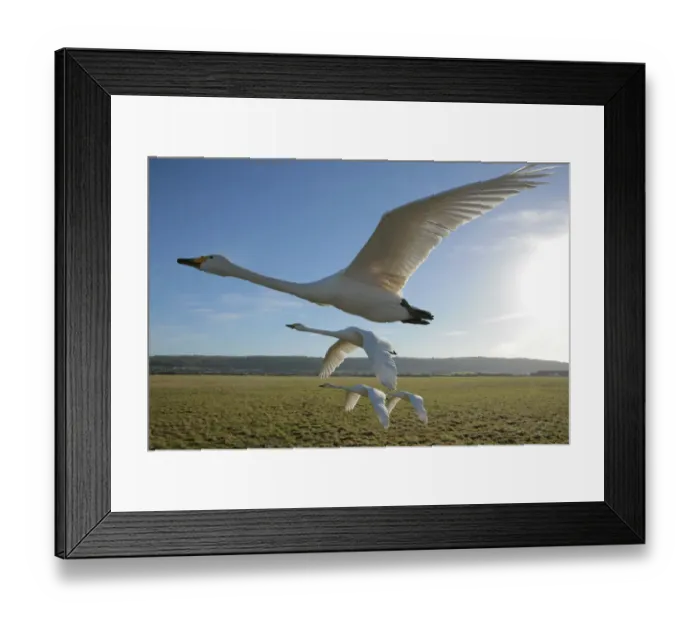 Framed Print : Hand reared Whooper Swans (Cygnus cygnus) in flight. Birds imprinted and trained by Lloyd Framed Print : Hand reared Whooper Swans (Cygnus cygnus) in flight. Birds imprinted and trained by Lloyd