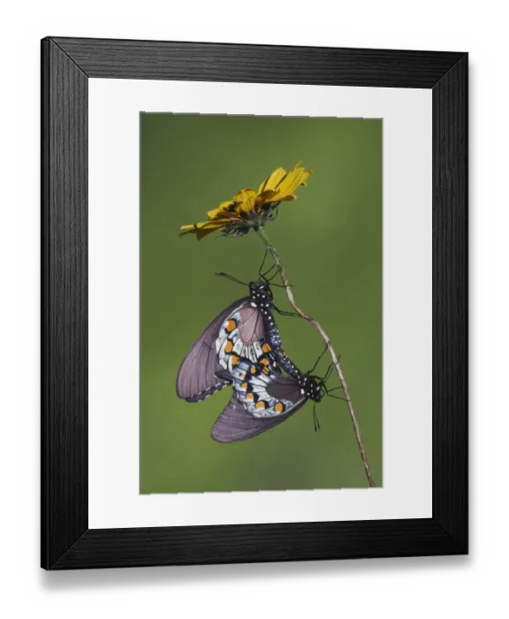 Framed Print : Pipevine Swallowtail Butterfly (Battus philenor) pair mating. Sinton, Corpus Christi Framed Print : Pipevine Swallowtail Butterfly (Battus philenor) pair mating. Sinton, Corpus Christi