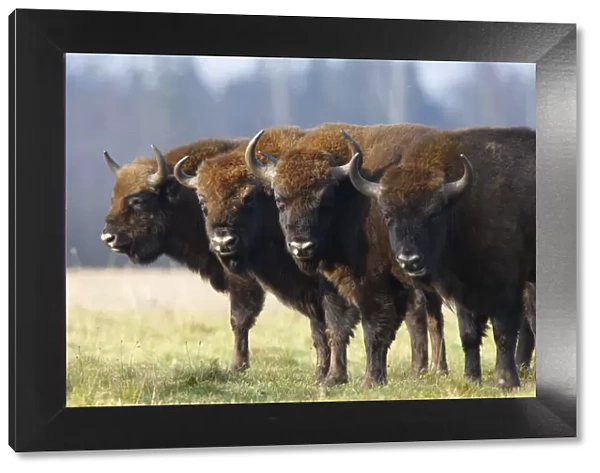 Four Wisent  /  Bison (Bison bonasus) standing in a row. Bialowieza Forest, Bialowieza National Park